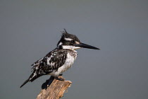 Pied kingfisher (Ceryle rudis) perched on a dead branch at a waterhole, Venetia Limpopo Nature Reserve, Limpopo Province, South Africa.