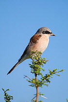 Red-backed shrike (Lanius collurio) perched on an acacia bush, Mapungubwe National Park, South Africa