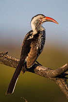 Red-billed hornbill (Tockus erythrorhynchus) perched in low light, Mapungubwe National Park, South Africa.