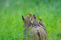Red-billed oxpeckers (Buphagus erythrorhynchus) adult and young on the back of Common warthog (Phacochoerus africanus) through grassland in summer Mapungubwe National Park, South Africa.