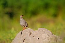 Red-billed spurfowl / Red-billed francolin (Pternistis adspersus) standing on the top of a termite mound in early morning, Chobe National Park, Botswana.