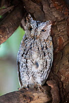African scops owl (Otus senegalensis) roosting in  shady tree, Kruger National Park, South Africa.
