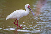 African spoonbill (Platalea alba) hunting for fish in the Maloutswa waterhole, Mapungubwe National Park, South Africa.