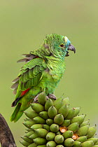 Blue-fronted parrot (Amazona aestiva) Pantanal, Brazil