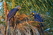 Hyacinth macaws (Anadorhynchus hyacinthinus) eating palm nuts. Pantanal, Brazil.