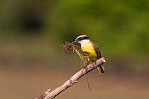 Great kiskadee (Pitangus sulphuratus) perched with nesting material, Pantanal, Brazil.