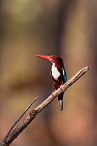 White-throated kingfisher (Halcyon smyrnensis) perched, Satpura National Park, India.
