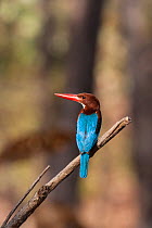 White-throated kingfisher (Halcyon smyrnensis) perched, rear view, Satpura National Park, India.