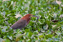 Rufescent tiger-heron (Tigrisoma lineatum) adult with fish, Pantanal, Brazil.