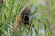 Yellow-rumped cacique (Cacicus cela) at nest, Pantanal, Brazil.