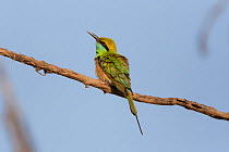 Green bee-eater (Merops orientalis) Satpura National Park, India.