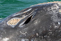 Gray whale (Eschrichtius robustus) with Whale barnacles (Coronulidae) San Ignacio Lagoon, Baja California, Mexico