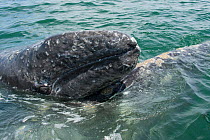 Gray whale (Eschrichtius robustus) calf resting on mother at surface, Ignacio Lagoon, Baja California, Mexico.