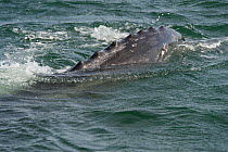 Gray whale (Eschrichtius robustus) surfacing, San Ignacio Lagoon, Baja California, Mexico