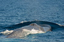 Blue whale (Balaenoptera musculus) at surface, Baja California, Mexico