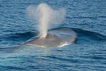 Blue whale (Balaenoptera musculus) blowing at surface, Baja California, Mexico