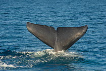 Blue whale (Balaenoptera musculus) tail at surface, Baja California, Mexico