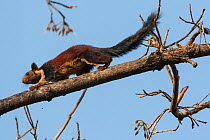 Indian giant squirrel (Ratufa indica) Satpura National Park, India.