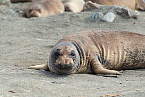 Northern elephant seal (Mirounga angustirostris) hauled out on shore, mid molt, West San Benitos Island, Baja California, Mexico.