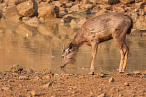 Sambar (Cervus unicolor) drinking. Tadoba National Park, India.