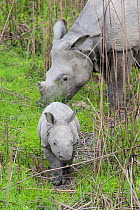 Indian rhinoceros (Rhinoceros unicornis) mother and calf (age 1-2 weeks) Kaziranga National Park, India.