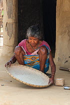 Village woman threshing rice. Kaziranga National Park, India, April 2012.