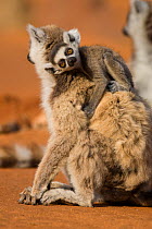 Ring tailed lemur (Lemur catta) baby (2-4 weeks) on mothers back, Berenty Private Reserve, Madagascar