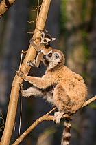 Ring tailed lemur (Lemur catta) baby (2-4 weeks) starting to explore near mother .Berenty Private Reserve, Madagascar