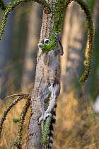 Ring tailed lemur (Lemur catta) feeding on spiny forest tree (Alluaudia procera).Berenty Private Reserve, Madagascar