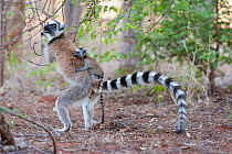 Ring tailed lemur (Lemur catta) female carrying two-week baby on back, standing upright to feed on flowers, Berenty Private Reserve, Madagascar