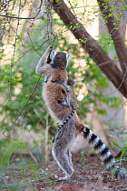 Ring tailed lemur (Lemur catta) female carrying two-week baby on back, standing upright to feed on flowers, Berenty Private Reserve, Madagascar