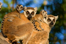 Ring tailed lemur (Lemur catta) mothers with two-week babies. Berenty Private Reserve, Madagascar