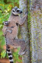 Ring tailed lemur (Lemur catta) mother with two-week-old baby on back feeding on spiny forest tree (Alluaudia procera) Berenty Private Reserve, Madagascar