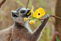 Ring tailed lemur (Lemur catta) feeding on flower. Berenty Private Reserve, Madagascar