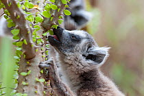 Ring tailed lemur (Lemur catta) feeding on spiny forest tree (Alluaudia procera) Berenty Private Reserve, Madagascar