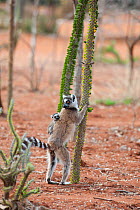 Ring tailed lemur (Lemur catta) mother carrying two-week baby, feeding on spiny forest tree (Alluaudia procera) Berenty Private Reserve, Madagascar.