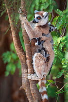 Ring tailed lemur (Lemur catta) mother with 1-2 week twins in tree, Berenty Private Reserve, Madagascar.