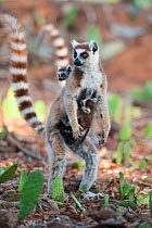 Ring tailed lemur (Lemur catta) mother carrying very young (1-2 week) babies, Berenty Private Reserve, Madagascar.