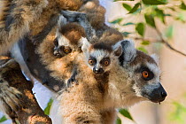 Ring tailed lemur (Lemur catta) mother with very young (1-2 week) babies riding on back, Berenty Private Reserve, Madagascar.