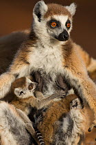 Ring tailed lemur (Lemur catta) mother with very young (1-2 week) baby twins suckling, Berenty Private Reserve, Madagascar.
