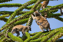 Ring tailed lemurs (Lemur catta) feeding on Spiny forest tree (Didierea trollii).Berenty Private Reserve, Madagascar