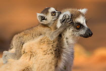 Ring tailed lemur (Lemur catta) mother with very young (1-2 week) baby riding on back, Berenty Private Reserve, Madagascar.