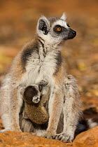 Ring tailed lemur (Lemur catta) mother suckling very young (1-2 week) baby. Berenty Private Reserve, Madagascar.