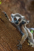 Ring tailed lemur (Lemur catta) mother and very young (1 week) baby. Berenty Private Reserve, Madagascar.