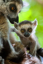 Ring tailed lemur (Lemur catta) mother and very young (1-2 week) baby. Berenty Private Reserve, Madagascar.