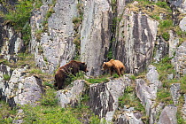 Brown Bear (Ursus arctos) large adult male facing off young bear on cliff, Katmai National Park, Alaska, USA, June.