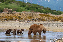 Brown Bear (Ursus arctos) mother and 3-4 month cubs foraging for clams. Katmai National Park, Alaska, USA, June.