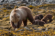 Brown Bear (Ursus arctos) mother and 3-4 month cubs foraging for clams, Katmai National Park, Alaska, USA. June.