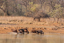 Herd of Gaur (Bos gaurus) in river, Tadoba National Park, India.