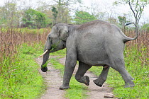 Asian elephant (Elephas maximus) crossing park road, Kaziranga National Park, India.